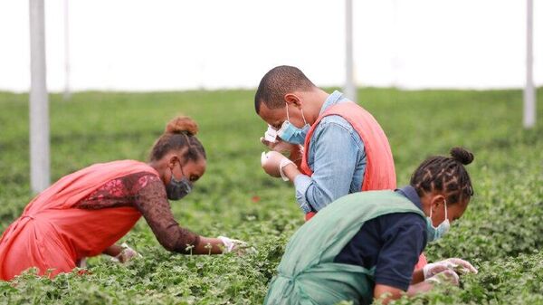 ኢትዮጵያ ባለፉት ሰባት ወራት ከሆርቲካልቸር ዘርፍ ከ288 ሚሊዮን ዶላር በላይ ገቢ ሰበሰበች - Sputnik አፍሪካ