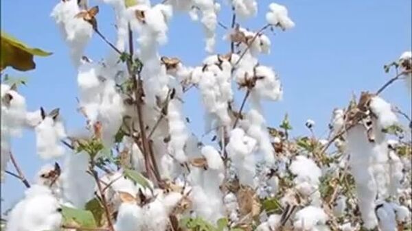 በ2017/18 የምርት ዘመን 70 ሺህ ሚትሪክ ቶን ጥጥ ተመርቷል - የግብርና ሚኒስቴር አስታወቀ - Sputnik አፍሪካ