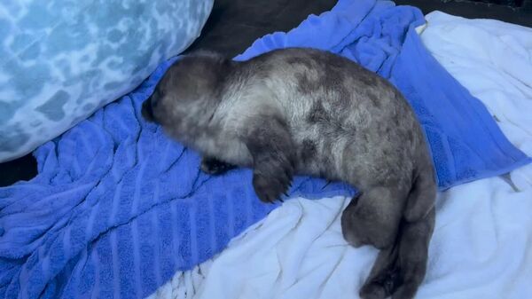 #viral | በሩሲያ የባሕር ውሻ ግልገል ከአሞራዎች ተረፈ - Sputnik አፍሪካ