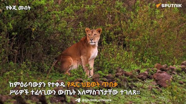 ከምዕራባውያን የተቀዱ የዱር ህይወት ጥበቃ ሥራዎች ተፈላጊውን ውጤት አላስገኙም - የኢትዮጵያ የዱር እንስሳት ልማት እና ጥበቃ ባለሥልጣን - Sputnik አፍሪካ