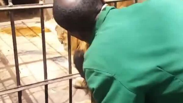 #viral | አንበሳ ሲያረጅ - Sputnik አፍሪካ