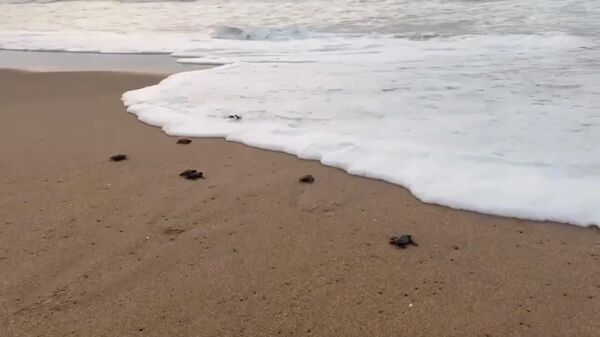  የኦሊቭ ሪድሊ ጨቅላ የባህር ኤሊዎች - Sputnik አፍሪካ