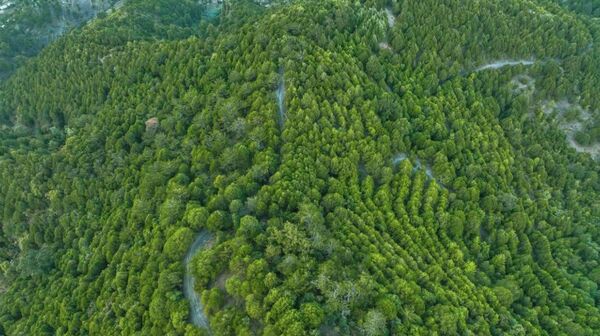 የኢትዮጵያ ደን ልማት  - Sputnik አፍሪካ