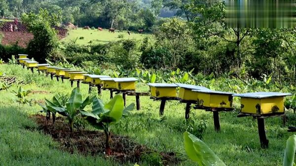 በጥብቅ የሕዝብ መሬቶች ላይ የንግድ ንብ ልማትን ለማስፋፋት የሚያግዝ ረቂቅ  - Sputnik አፍሪካ