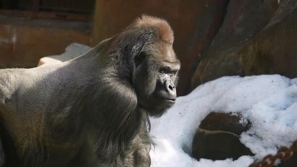 #viral | በሞስኮ መካነ አራዊት ውስጥ የፀደይን መግባት በመልካም የተቀበለው የጎሬላ ቤተሰብ - Sputnik አፍሪካ