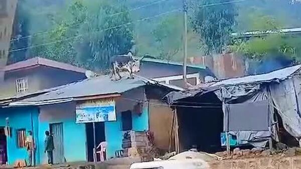 #viral | አመፀኛዉ በሬ፦ የመሬቱ አልበቃ ብሎት ጣሪያ ወጥቶ ያሸብራል - Sputnik አፍሪካ