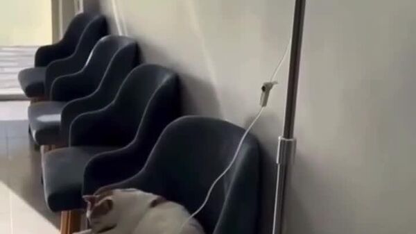 #viral |ፀጉራሙ ነርስ ባርሲክ:- የሞስኮው ትንሹ የእንስሳት ሐኪም - Sputnik አፍሪካ