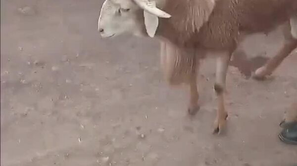 #viral | ባለ አራት ቀንድ ብርቅዬ በግ ከቀናት በፊት ለበዓል ገበያ ቀርቧል - Sputnik አፍሪካ
