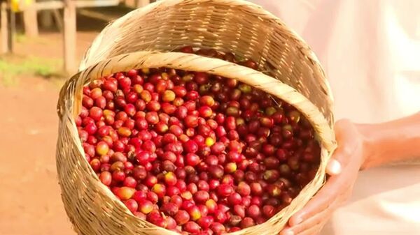 ከ50 በላይ በምርምር የተሻሻሉ የቡና ዝርያዎች በሄክታር ከ28 ኩንታል በላይ ምርት እያስገኙ ነው - የኢትዮጵያ ግብርና ምርምር ኢንስቲትዩት - Sputnik አፍሪካ