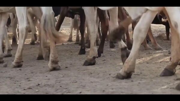 በኢትዮጵያ የቀንድ ከብት ሀብት ላይ የተደረገ ጥናት የዝርያ ብዝሃነትን እና ዘመናዊ - Sputnik አፍሪካ