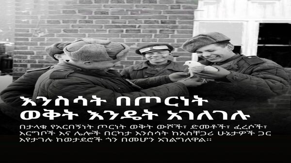 የአጋዘን ሰላዮች እና የውሻ ኮማንዶዎች - Sputnik አፍሪካ