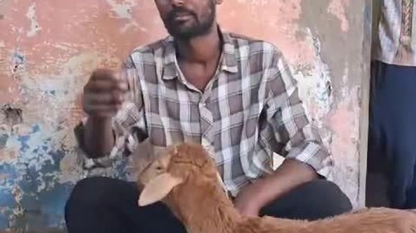 አልኮል አጣጭህ ለአካለ መጠን ያልደረሰ በግ ሲሆን - Sputnik አፍሪካ