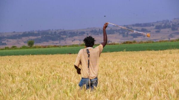 የአፍሪካ ገበሬዎችን እንደ እርዳታ ተቀባዮች ማየት አቁመን ለምርምርና ፈጠራቸው እውቅና መስጠት መጀመር አለብን - የመደ ወላቡ ዩኒቨርስቲ ፕሬዚዳንት - Sputnik አፍሪካ