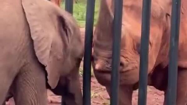 የዝሆን ኤልሞሌ ዓይነ-ስውሩን የአውራሪስ ወዳጁን ሰላም ሲል - Sputnik አፍሪካ