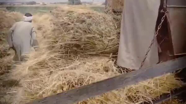 ግብፅ ቀጣናዊ የእህል ማዕከል ለመሆን ከሩሲያ ጋር ግንኙነቷን ይበልጥ ማጥበቅ ትፈልጋለች - የሀገሪቱ ሚኒስትር - Sputnik አፍሪካ