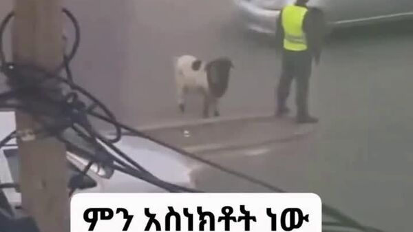 በሙያው የትራፊክ ፖሊስ፤ በበጉ አስገዳጅነት የበግ እረኛ - Sputnik አፍሪካ