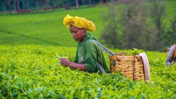 ኢትዮጵያ በአረንጓዴ አሻራ መርኃ-ግብር 1 ቢሊዮን የቡና ችግኞችን ለመትከል ማቀዷን የቡናና ሻይ ባለሥልጣን አስታወቀ - Sputnik አፍሪካ