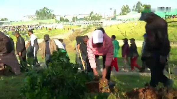 “ዘንድሮ በከተማዋ 6 ሚሊዮን ችግኞች ይተከላሉ” - ከንቲባ አዳነች አቤቤ - Sputnik አፍሪካ
