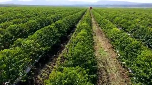 ኢትዮጵያ በ5 ዓመታት ውስጥ ከቡና ወጪ ንግድ 6 ቢሊዮን ዶላር ለማግኘት የሚያስችላትን አዲስ ስትራቴጂ ይፋ አደረገች - Sputnik አፍሪካ