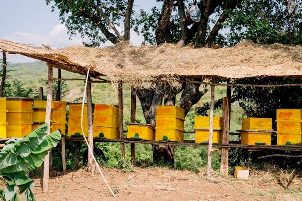 ጠቅላይ ሚኒስትር በደቡብ ኢትዮጵያ ክልል የተገነባውን ዘመናዊ የሀማሳ ሞዴል መንደር ዛሬ በይፋ መረቁ ጠቅላይ ሚኒስትር በደቡብ ኢትዮጵያ ክልል የተገነባውን ዘመናዊ የሀማሳ ሞዴል መንደር ዛሬ በይፋ መረቁ - Sputnik አፍሪካ