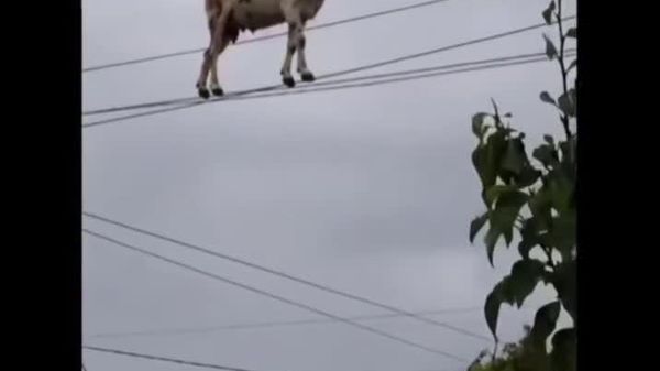 ፍየሏ ለጊዜው ቅጠል መበጠስን አቁማ፣ በኤሌክትሪክ ገመድ ላይ ከፍ ብላ መጓዝን የመረጠች ትመስላለች - Sputnik አፍሪካ