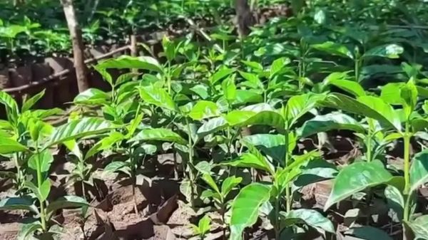 ጅማ ዩኒቨርሲቲ በሽታን የሚቋቋሙና ከፍተኛ ምርት የሚሰጡ 1 ሚሊዮን የቡና ችግኞችን እያሰራጨ መሆኑን ገለፀ - Sputnik አፍሪካ