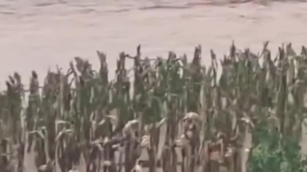 ከ900 በላይ መርዛማ ኮብራ እባቦች በጎርፍ ከተጥለቀለቀ እርሻ ካመለጡ በኋላ በቻይና የአስቸኳይ ጊዜ አዋጅ ታወጀ - Sputnik አፍሪካ