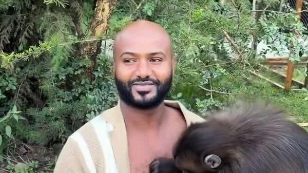 ዝንጀሮው የጎብኚውን የደረት ፀጉር በመቃኘት ላይ - Sputnik አፍሪካ