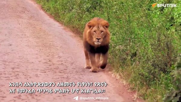 ዓለም አቀፍ የአንበሳ ቀን፦ ለመሆኑ ኢትዮጵያ እና አንበሳ ምን እና ምን ናቸው? - Sputnik አፍሪካ