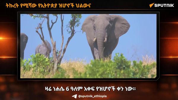 ትኩረት የሚሻው የኢትዮጵያ ዝሆኖች ኅልውና - Sputnik አፍሪካ