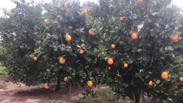 ደቡብ አፍሪካ በአውሮፓ ገበያ ላይ ያላትን ጥገኝነት ለመቀነስ ከሕንድ ጋር ከፍተኛ የኮምጣጣ ፍራፍሬዎች ወጪ ንግድ ስምምነት ተፈራረመች - Sputnik አፍሪካ