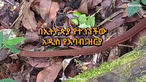በኢትዮጵያ እንቁላል ብቻ የምትመገብ አዲስ የእባብ ዝርያ ተገኘች - Sputnik አፍሪካ
